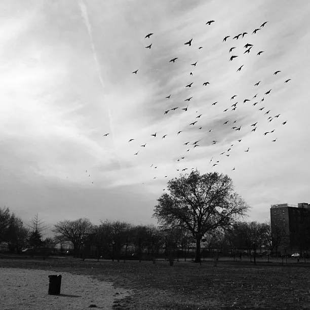 Photo of Birds in Park