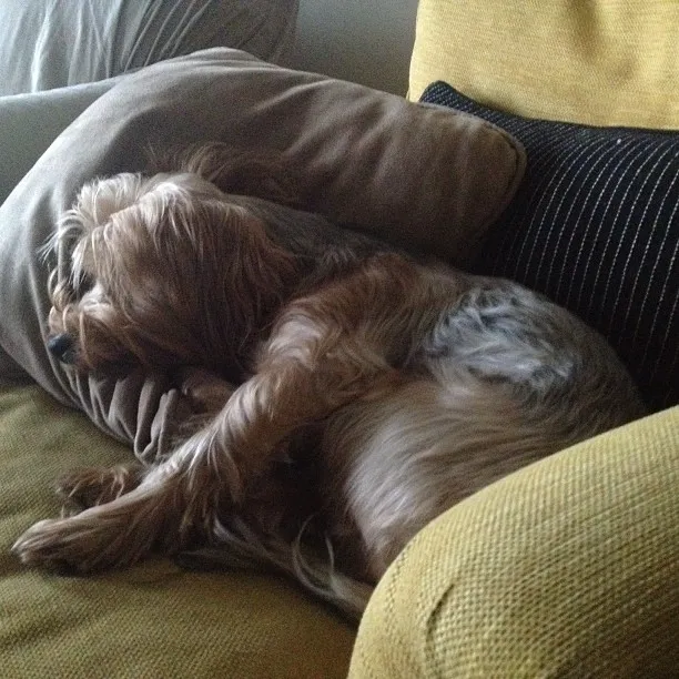Zelda has no trouble resting.