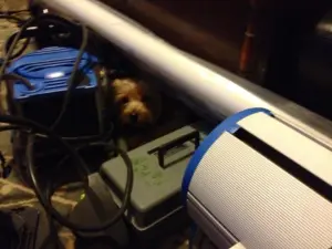 PA Puppy can't get a Grip.
