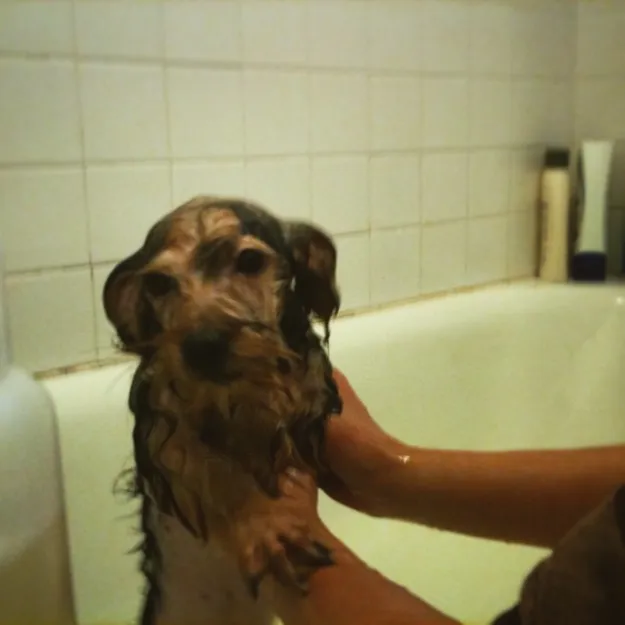 Hot. Cold. Zelda prefers to not bathe at all.